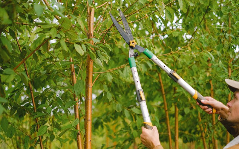 Tree trimming in Reedsville, WV